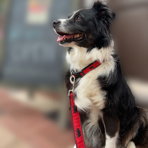 Black Bear Collar